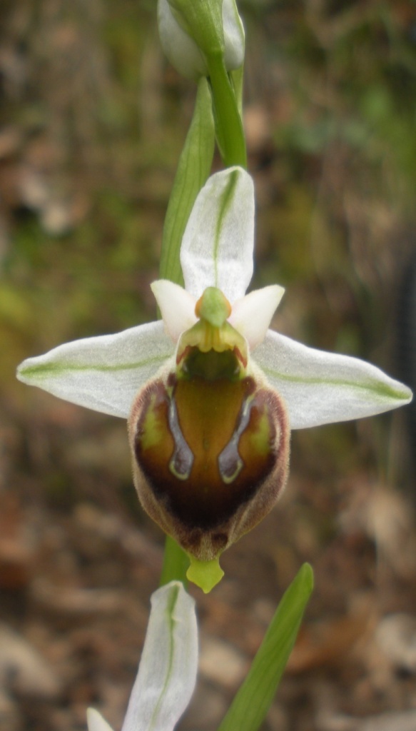 Ophrys sp.